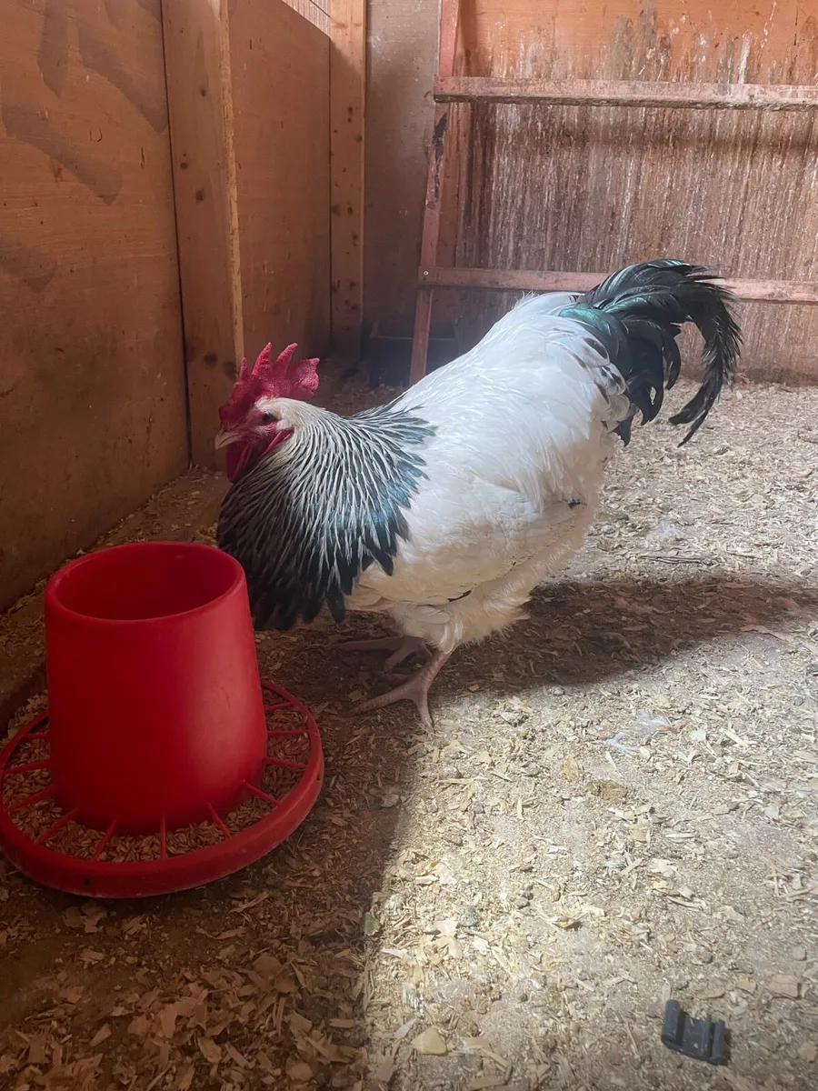Purebred light Sussex rooster - Image 1
