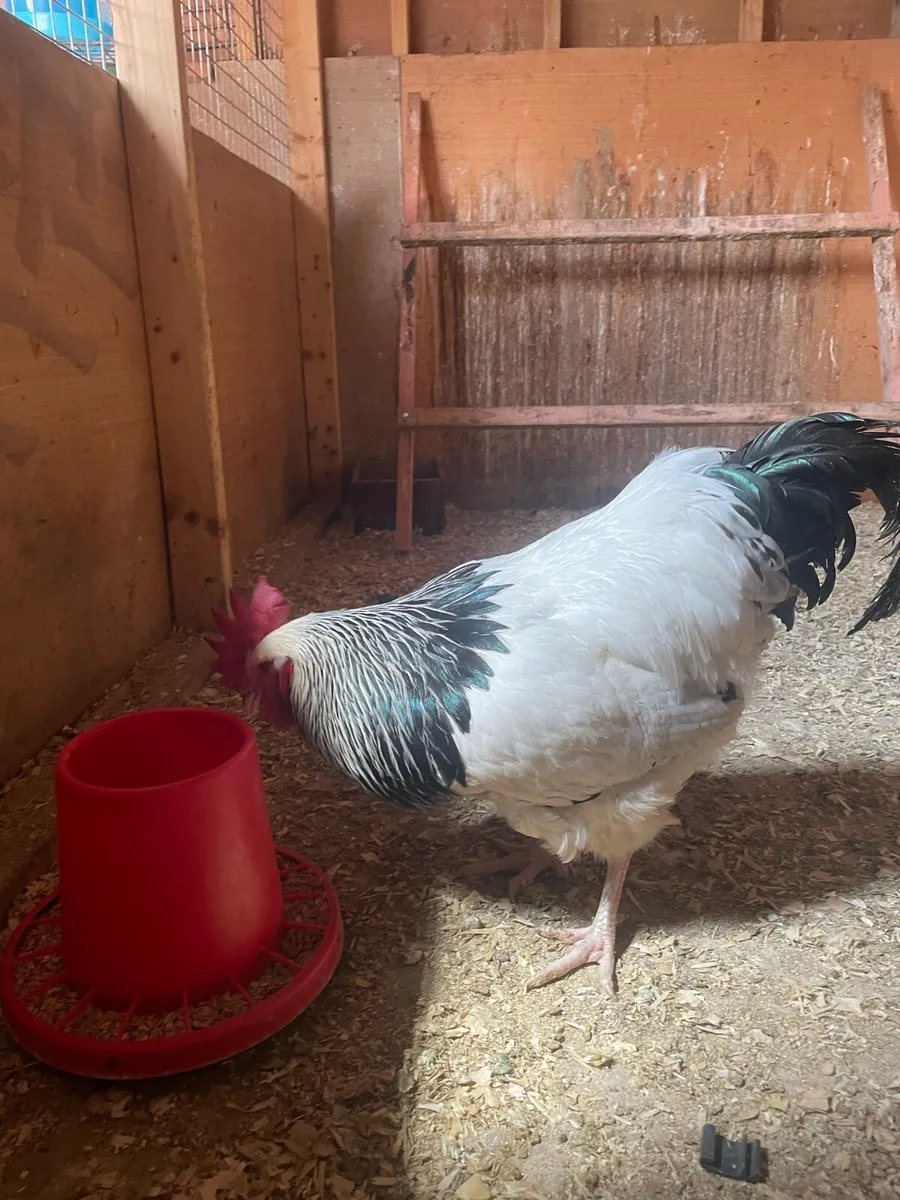 Purebred light Sussex rooster - Image 2