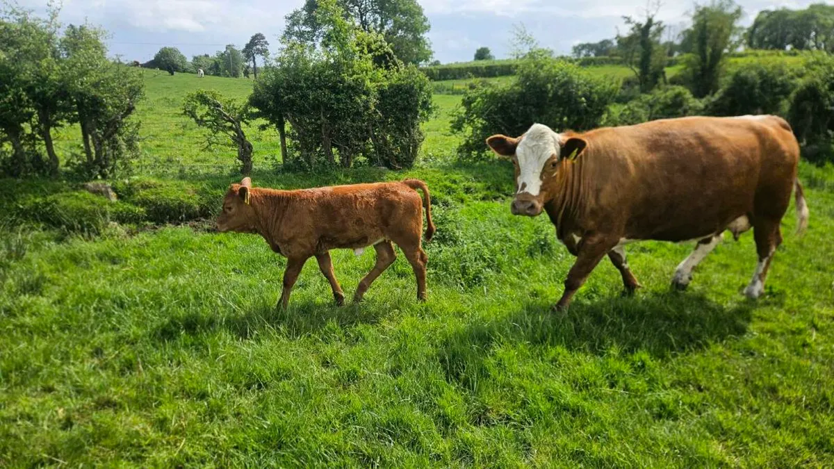 Cows & Calfs - Image 4