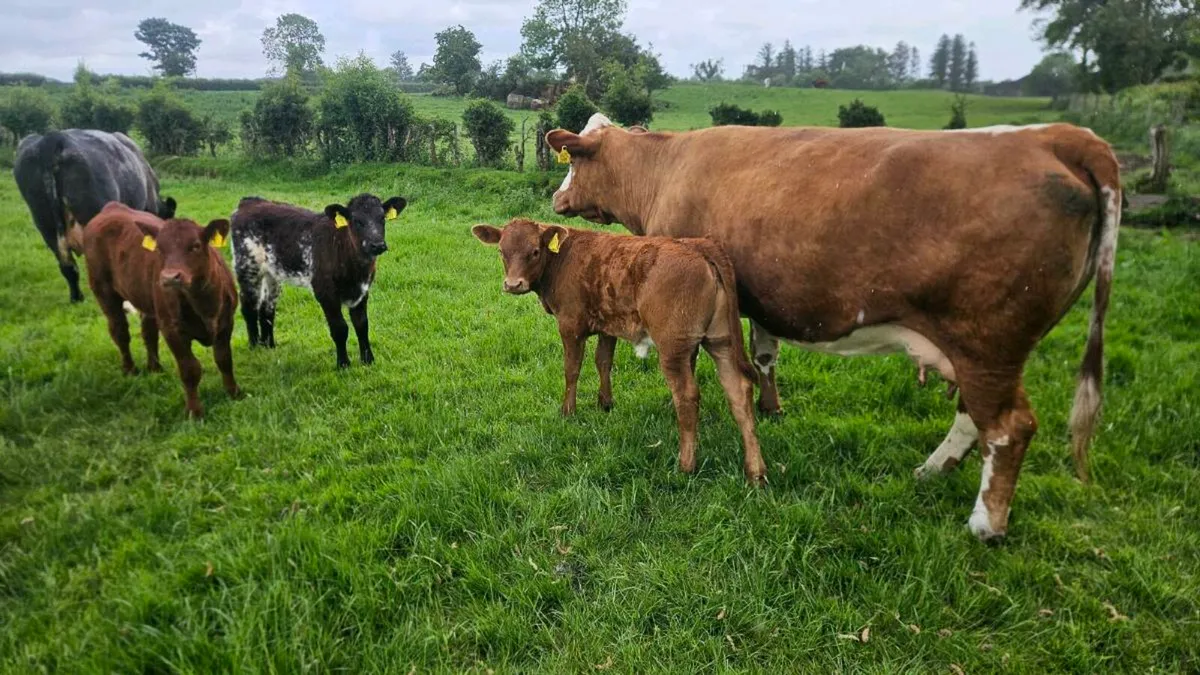 Cows & Calfs - Image 1