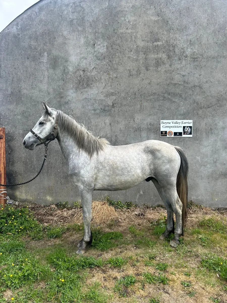 Pony