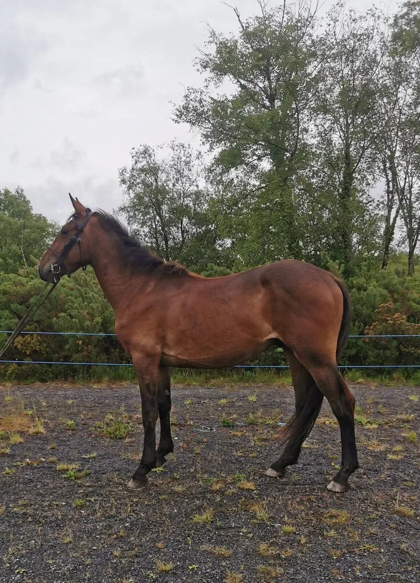 ⭐Cavan lot no. 136⭐ - Image 1