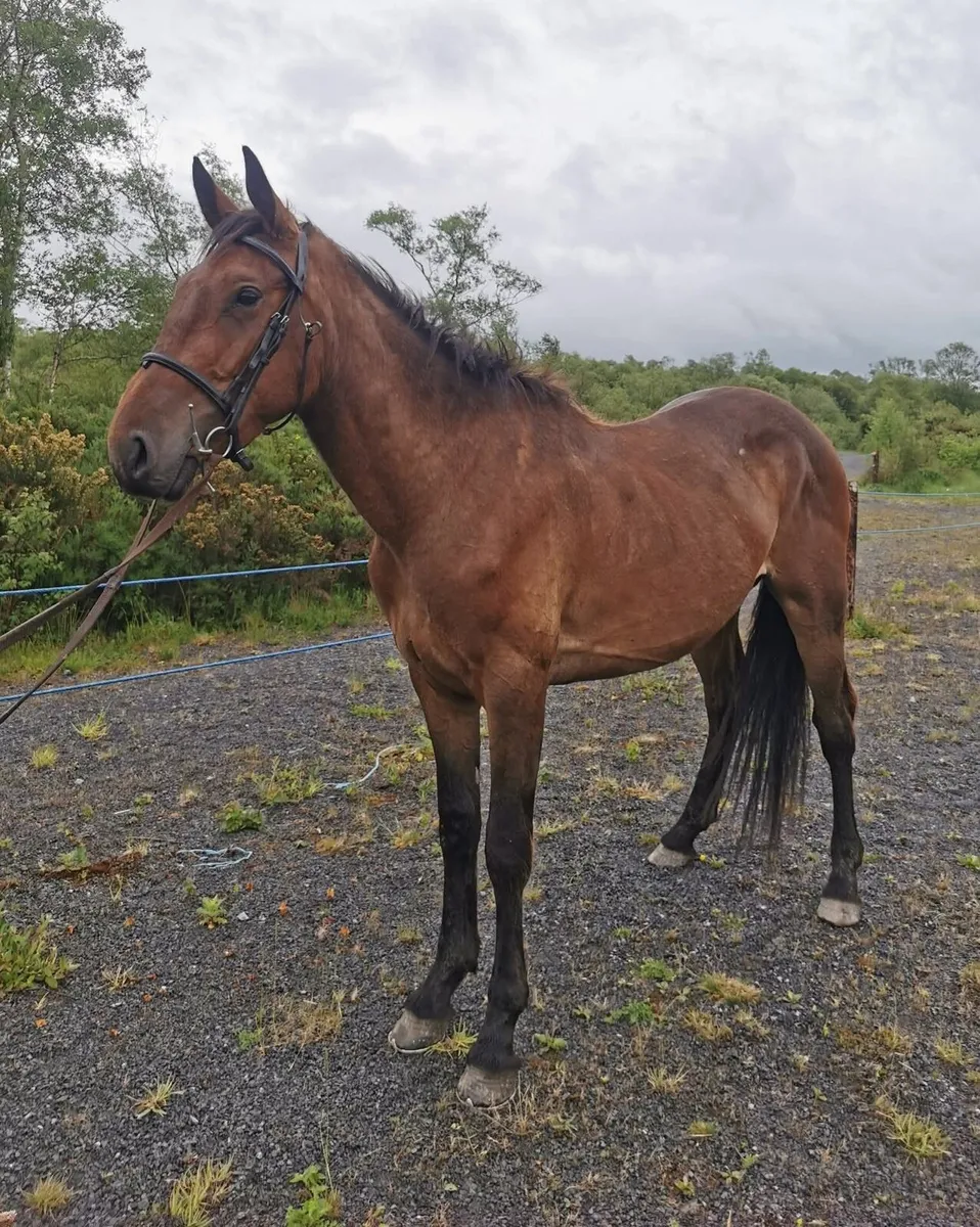 ⭐Cavan lot no. 136⭐ - Image 4