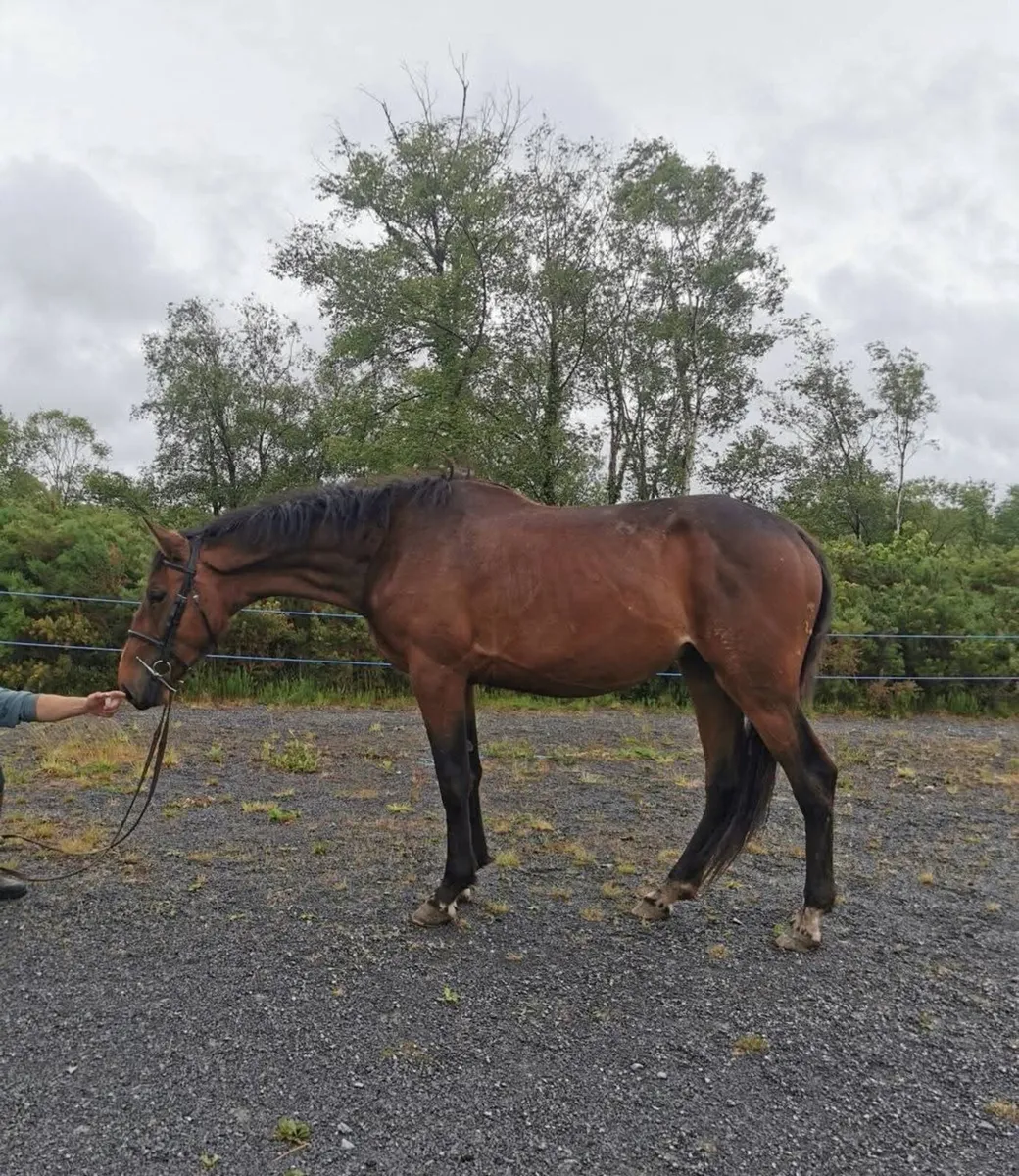 ⭐Cavan lot no. 152⭐ - Image 1