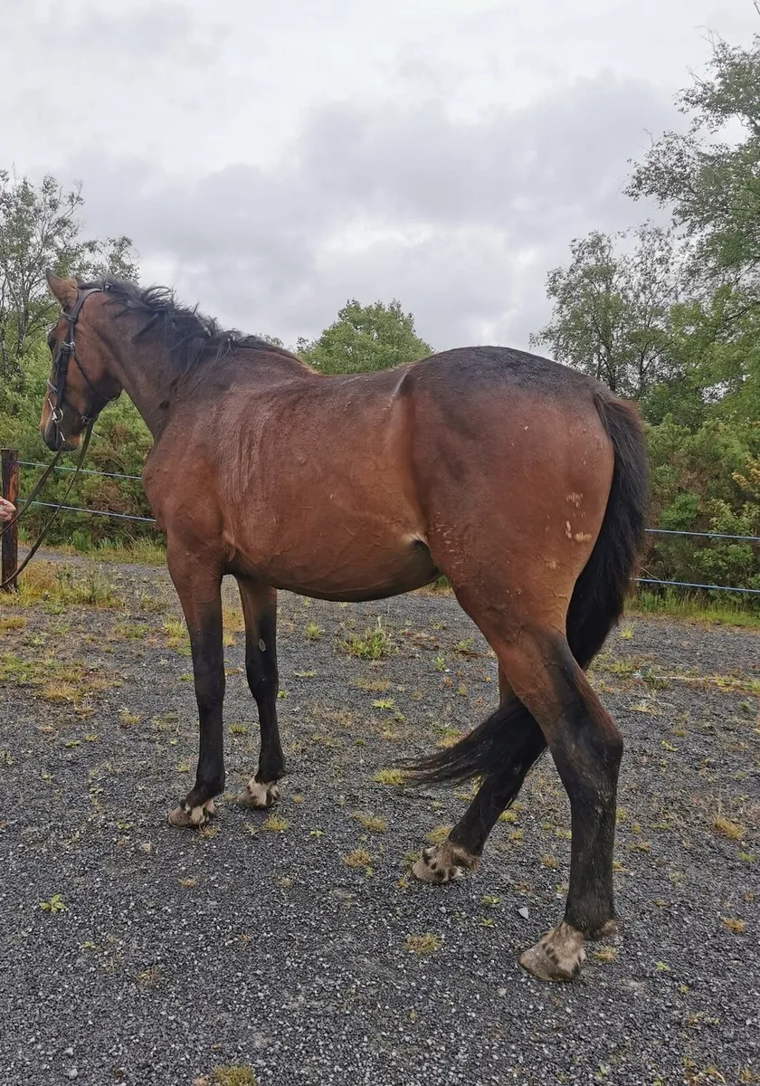 ⭐Cavan lot no. 152⭐ - Image 2