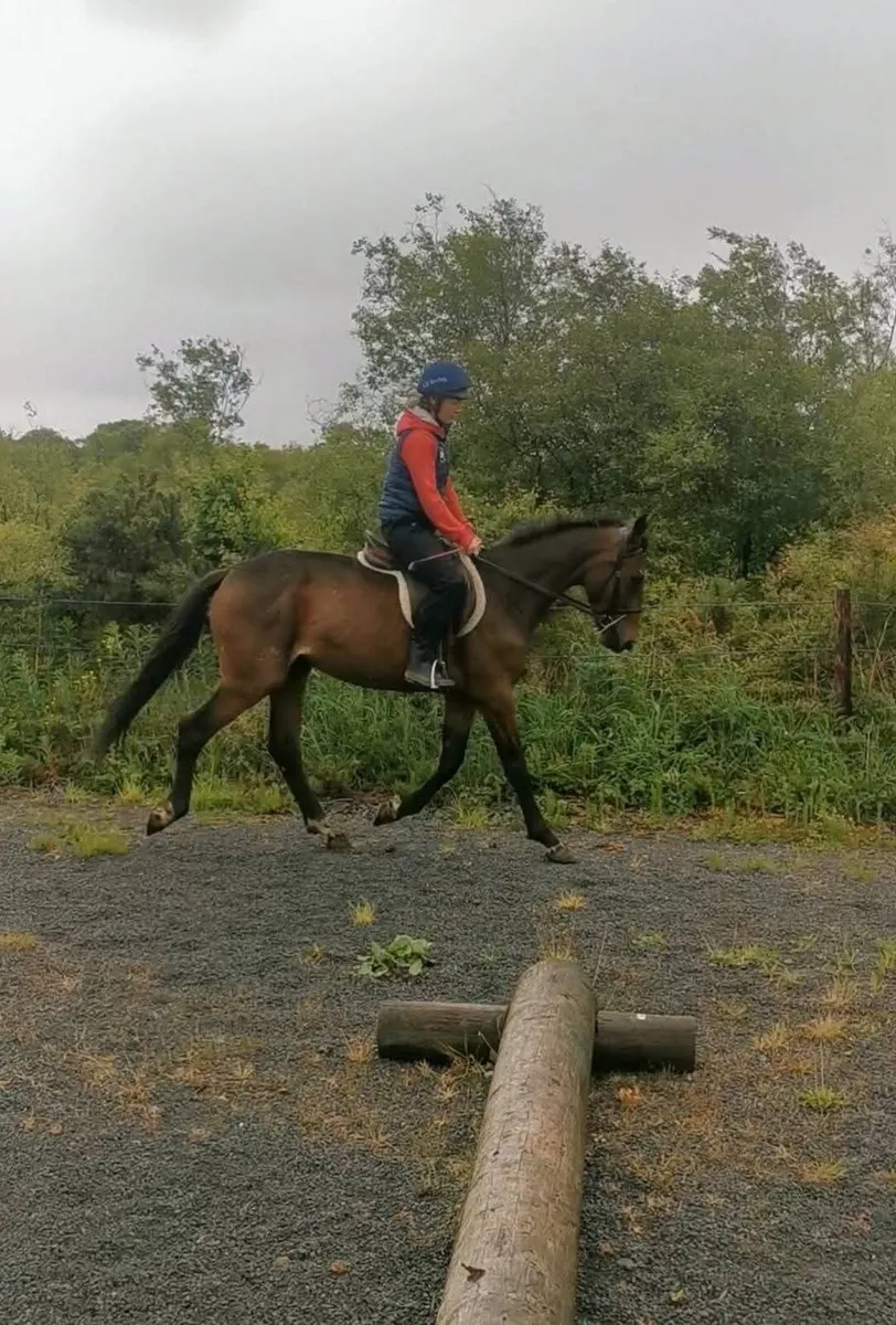 ⭐Cavan lot no. 152⭐ - Image 3