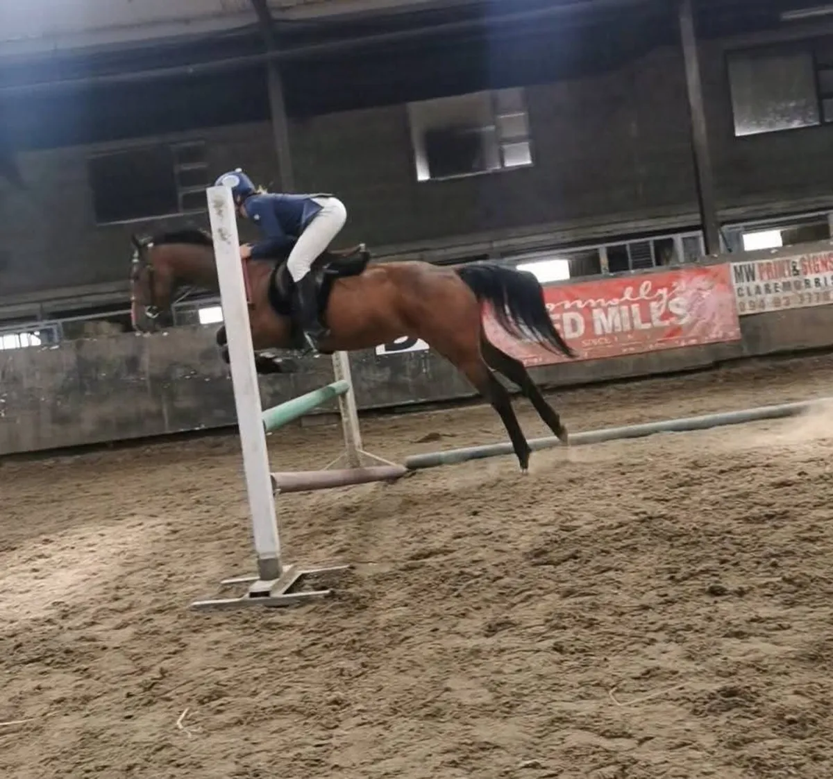 ⭐4 year old filly⭐ - Image 1