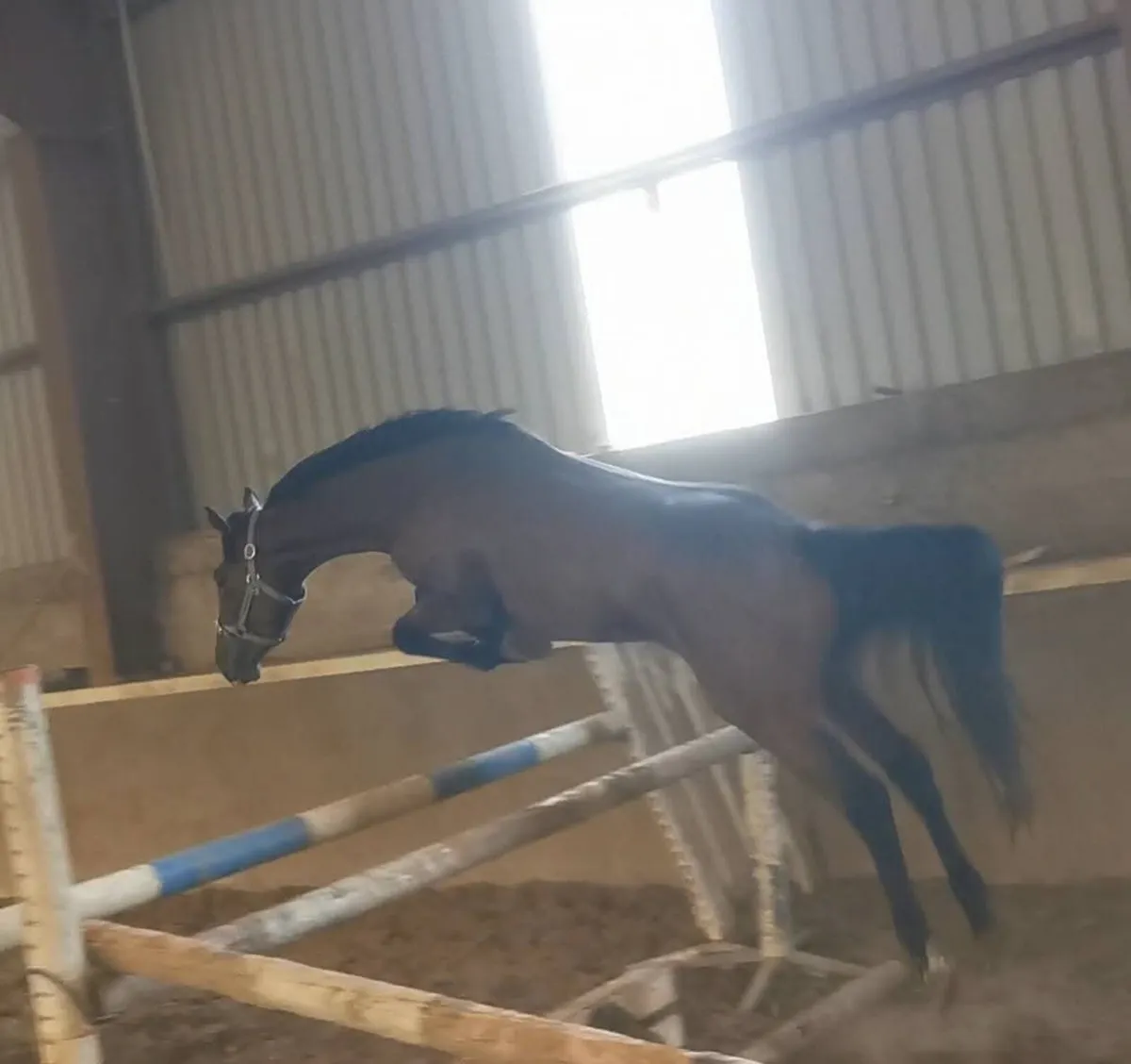 ⭐4 year old filly⭐ - Image 2