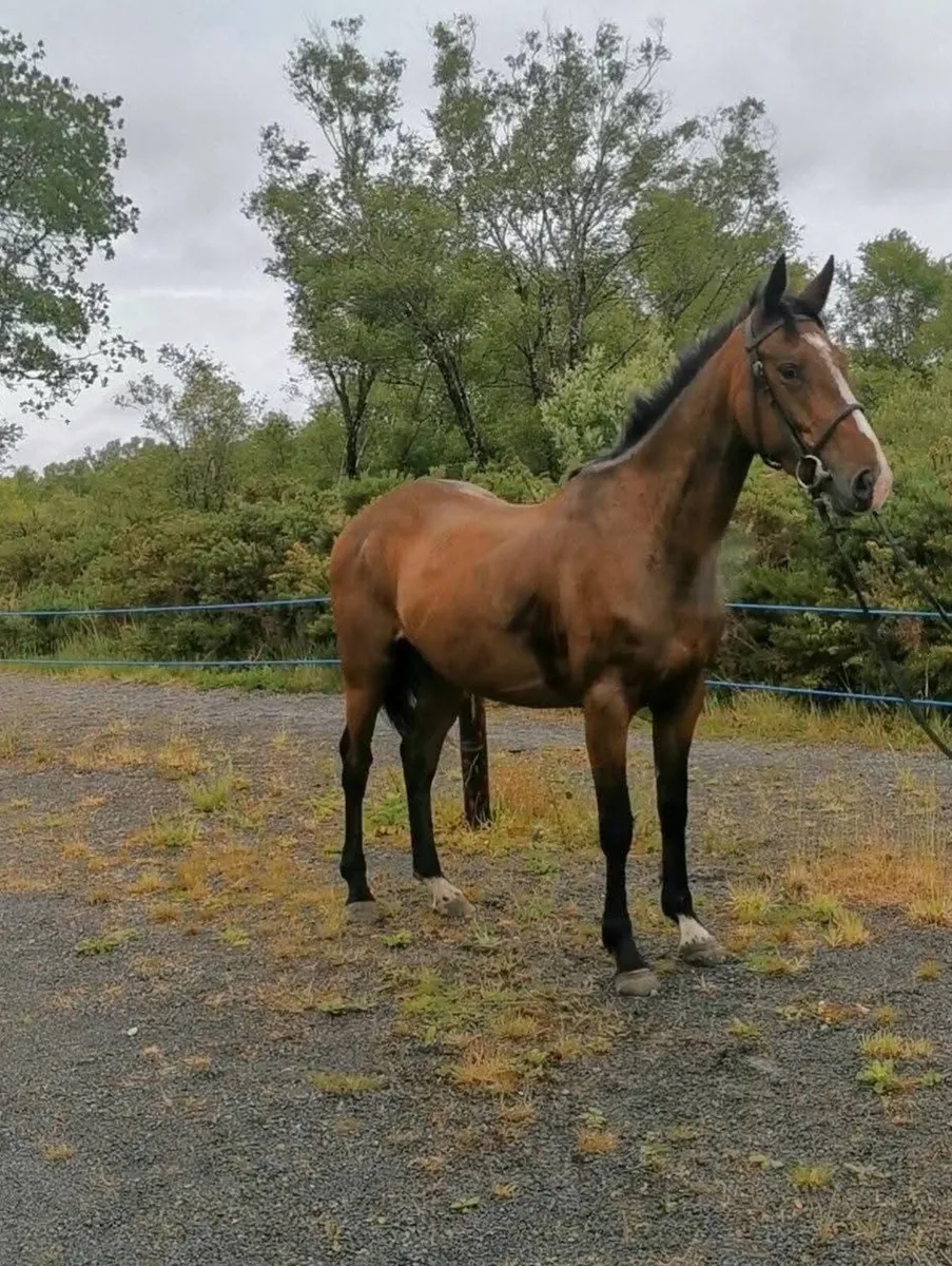 ⭐4 year old filly⭐ - Image 3