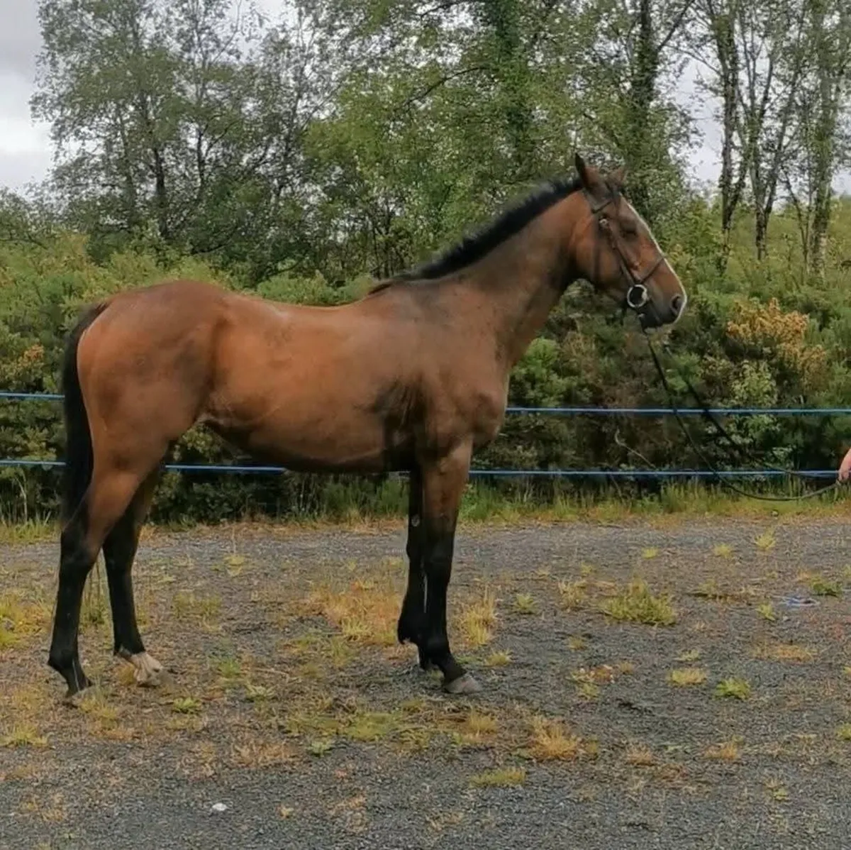 ⭐4 year old filly⭐ - Image 4