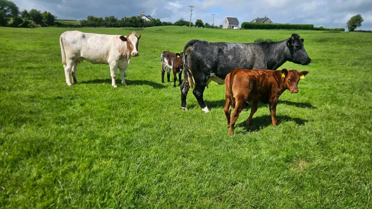 Cows & Calfs - Image 2