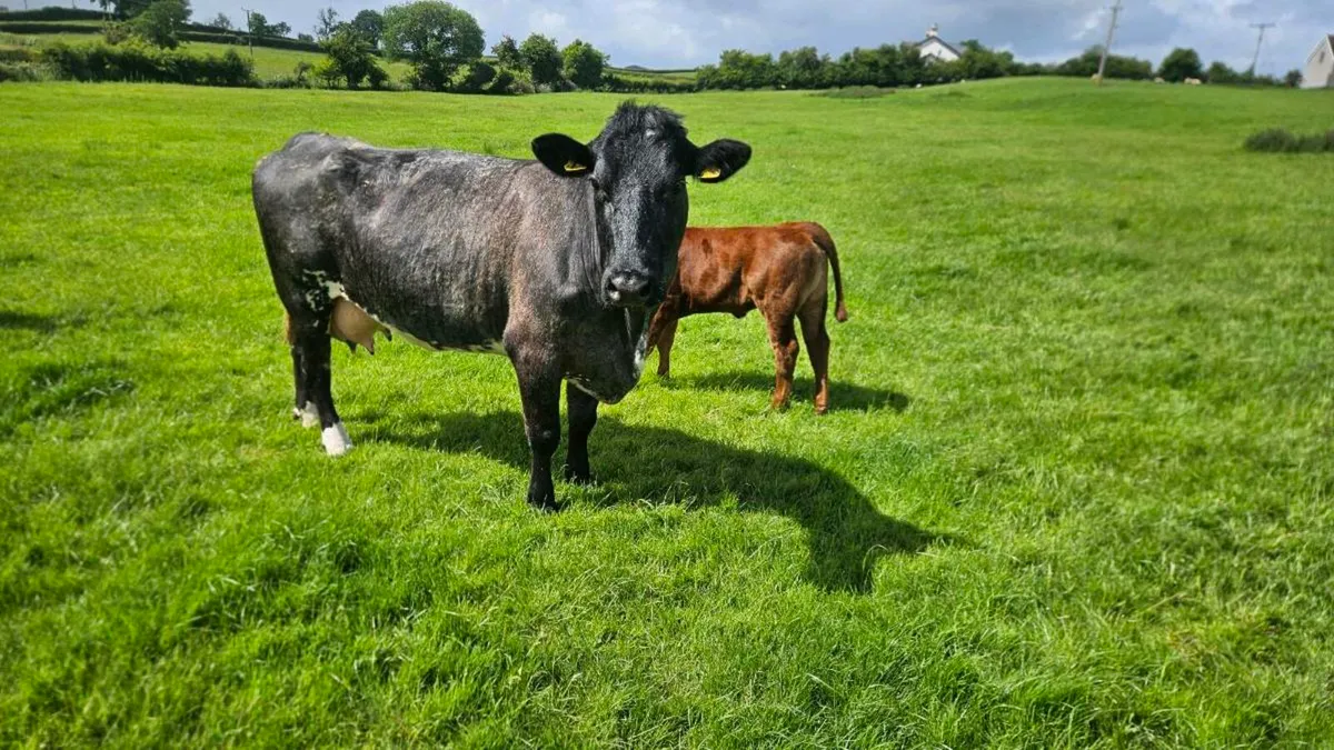 Cows & Calfs - Image 3