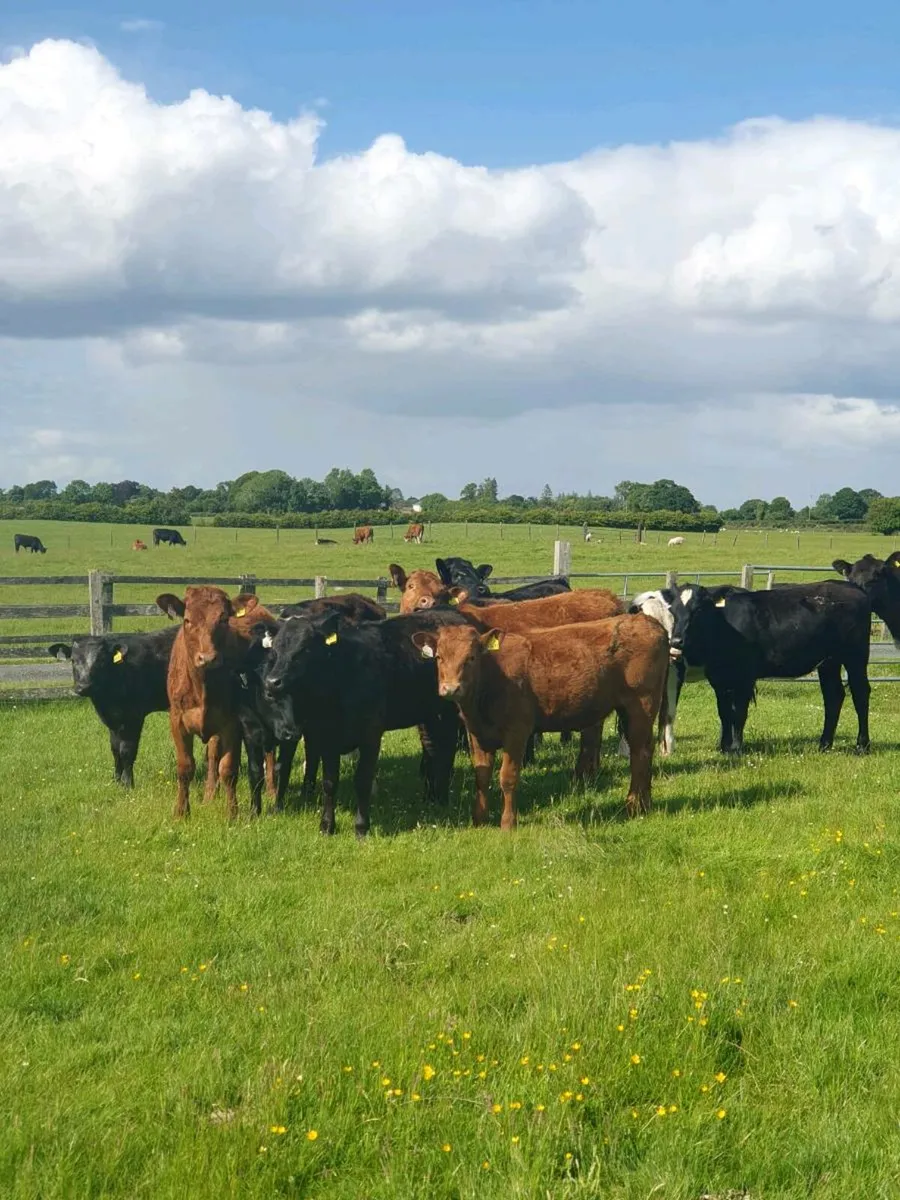 11 limousin x heifers - Image 1