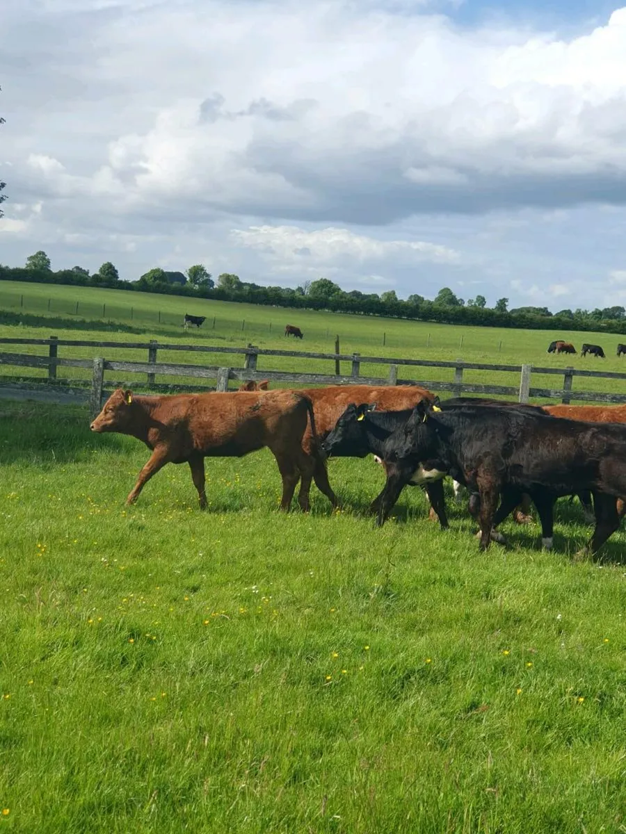 11 limousin x heifers - Image 2