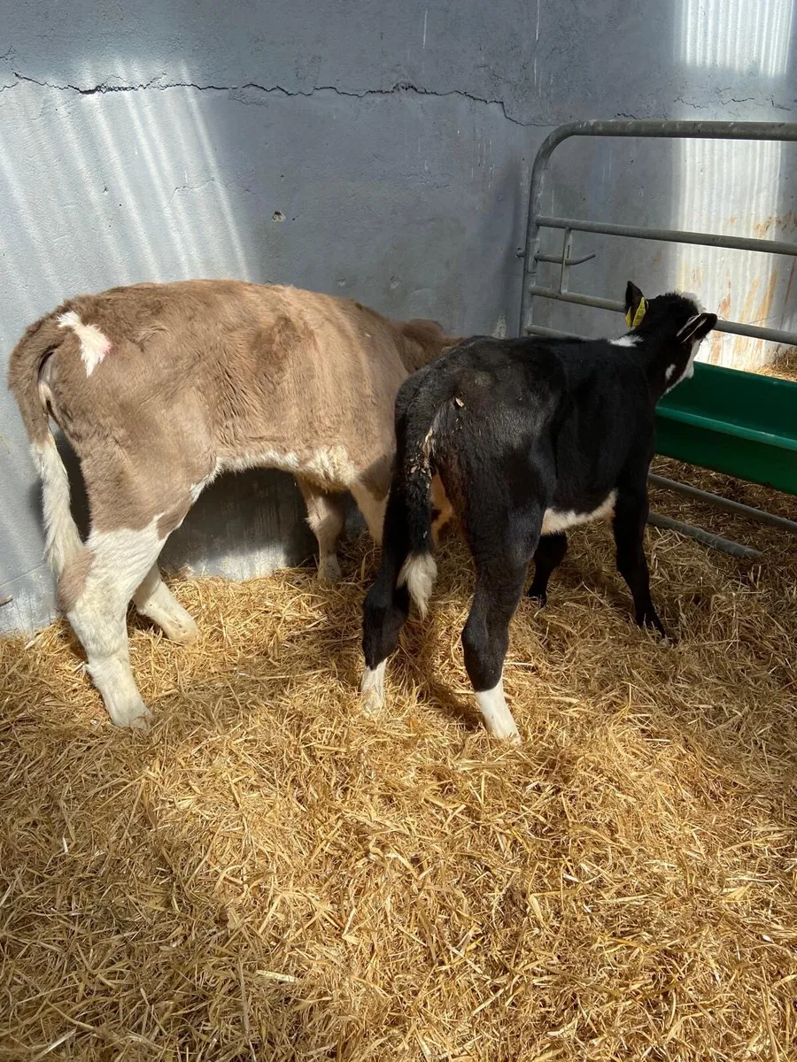 Calves - Image 1