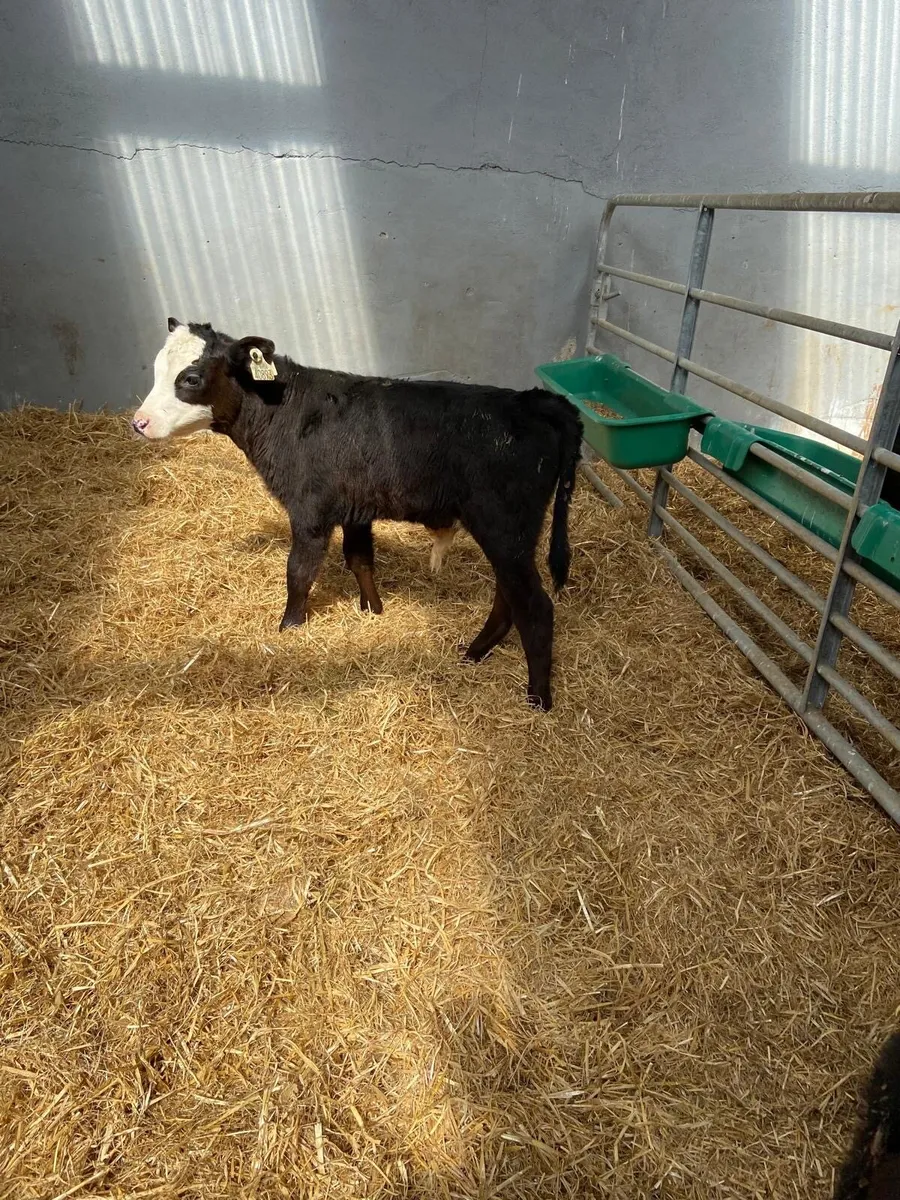 Calves - Image 2