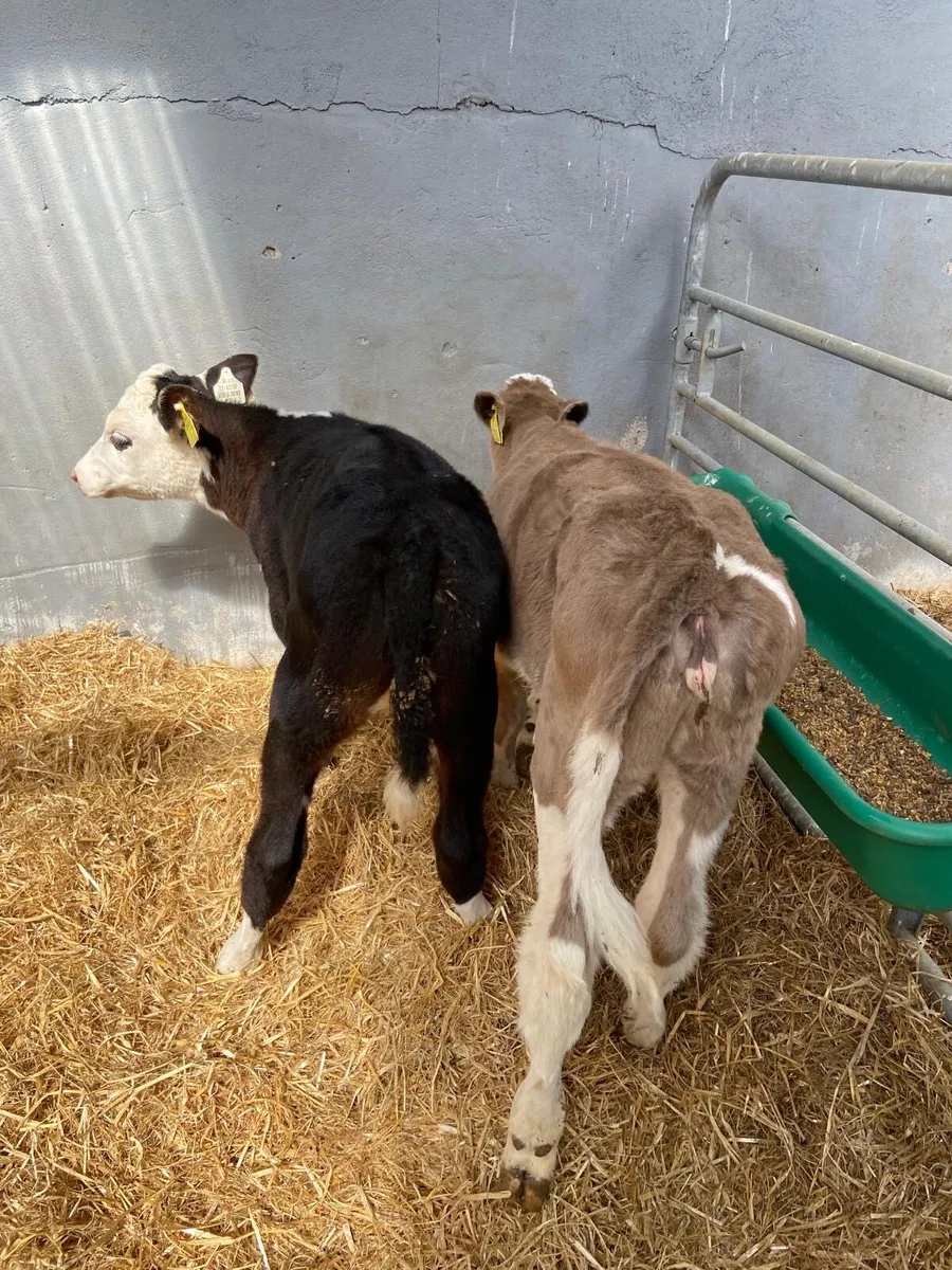 Calves - Image 3