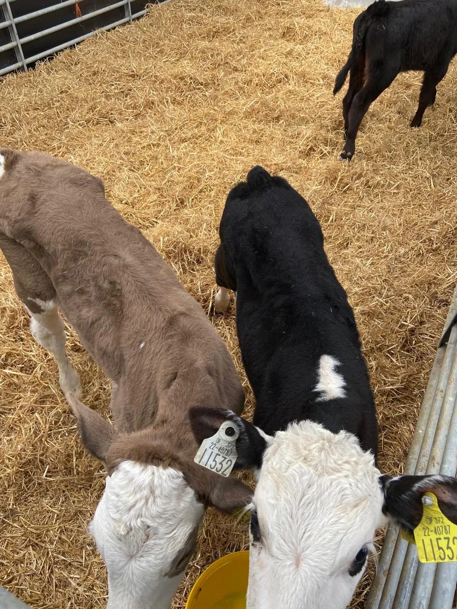 Calves - Image 4