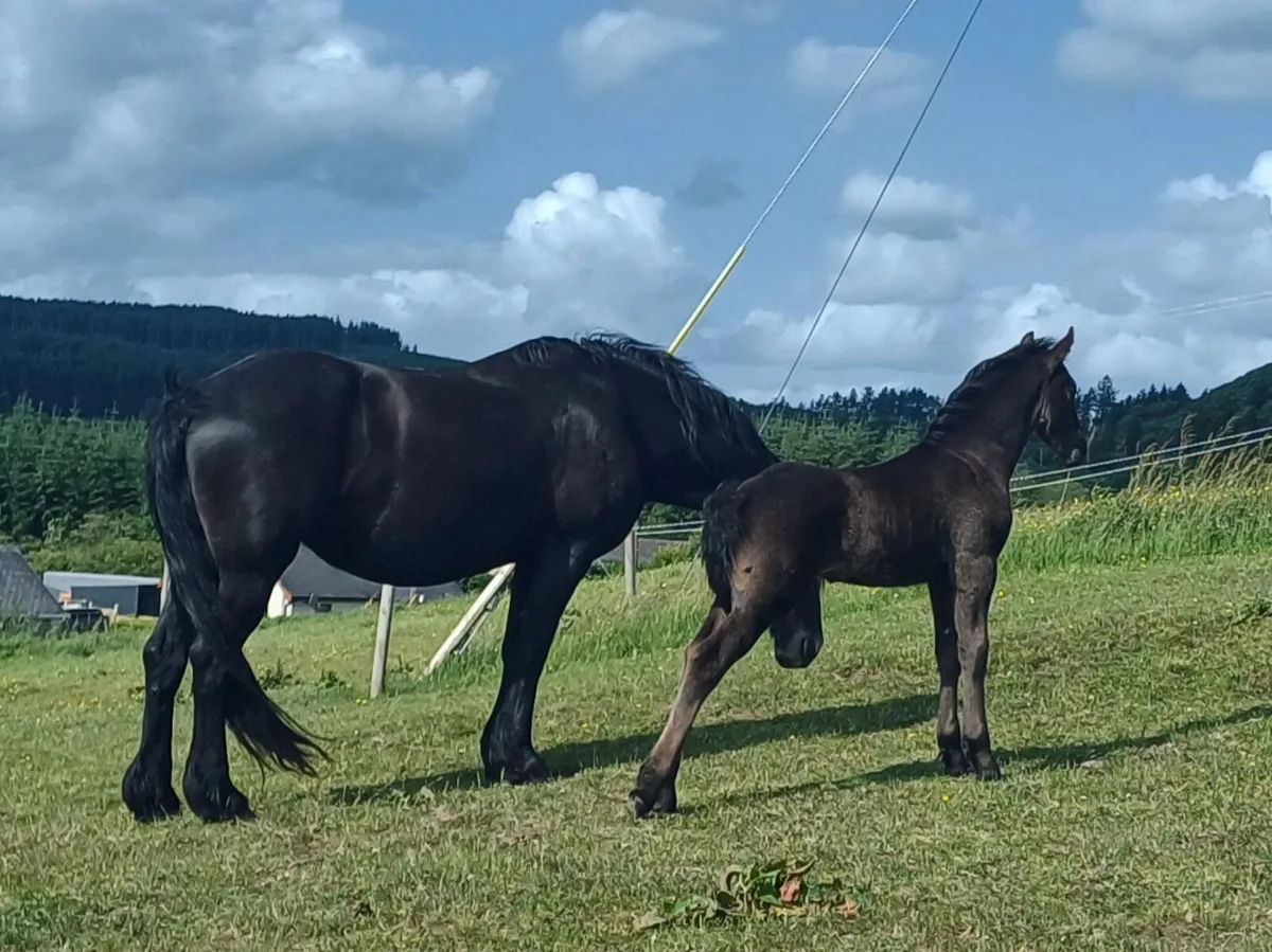 Friesian colts - Image 2