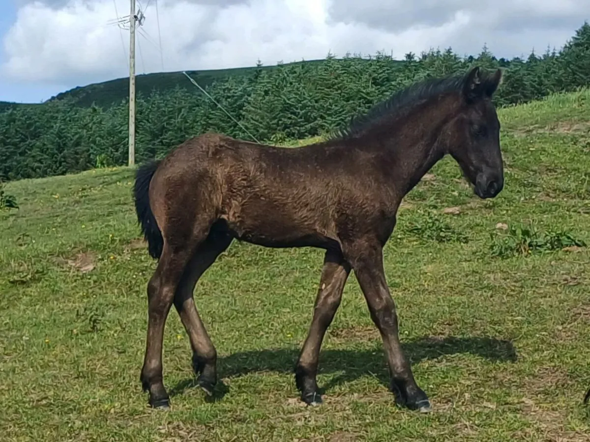 Friesian colts - Image 3