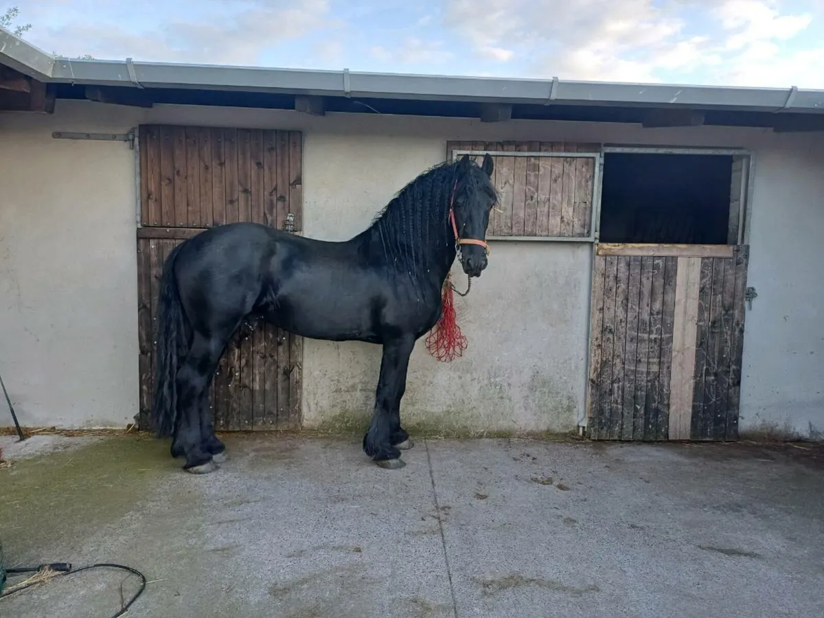 Friesian colts - Image 4