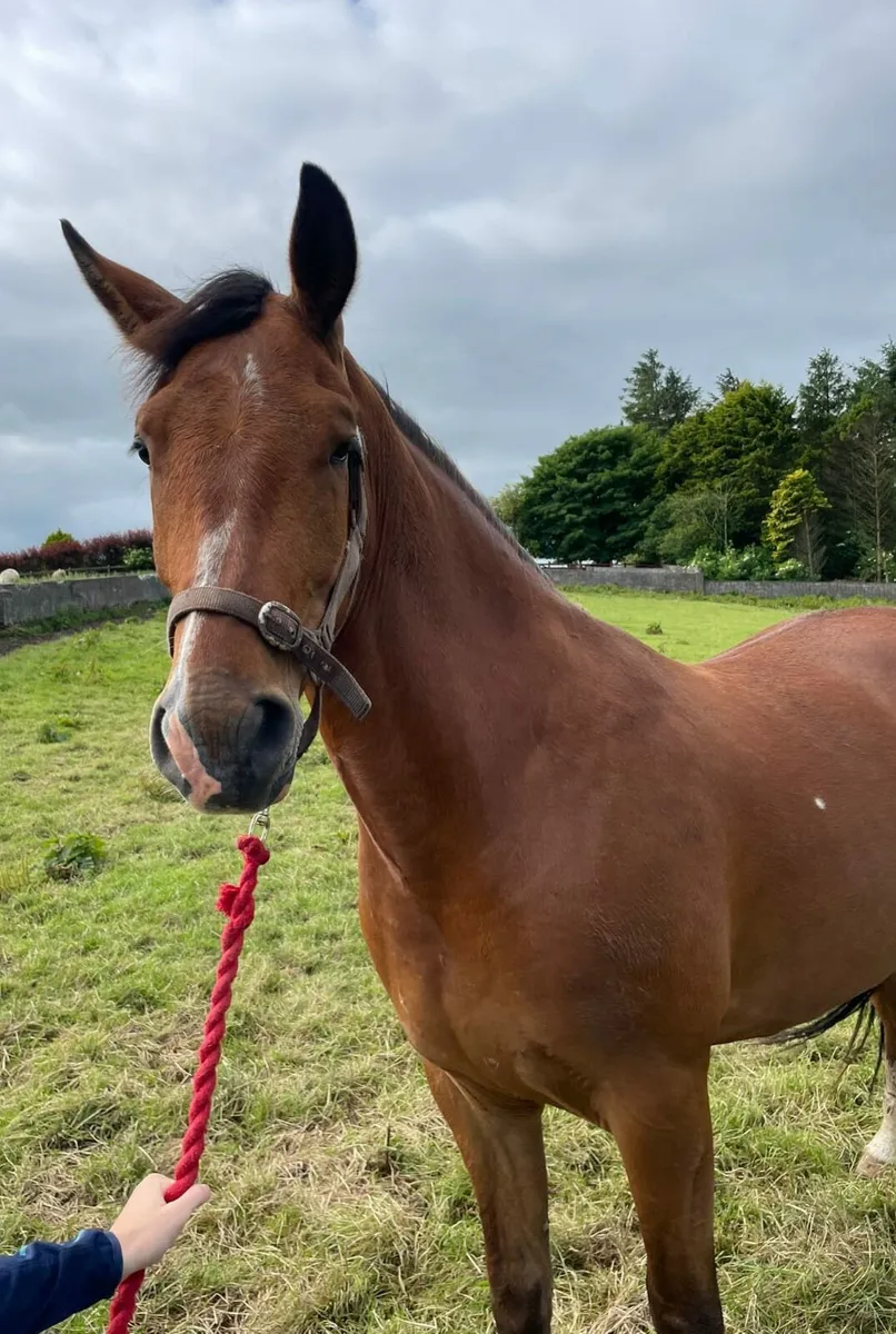Horse - Image 1