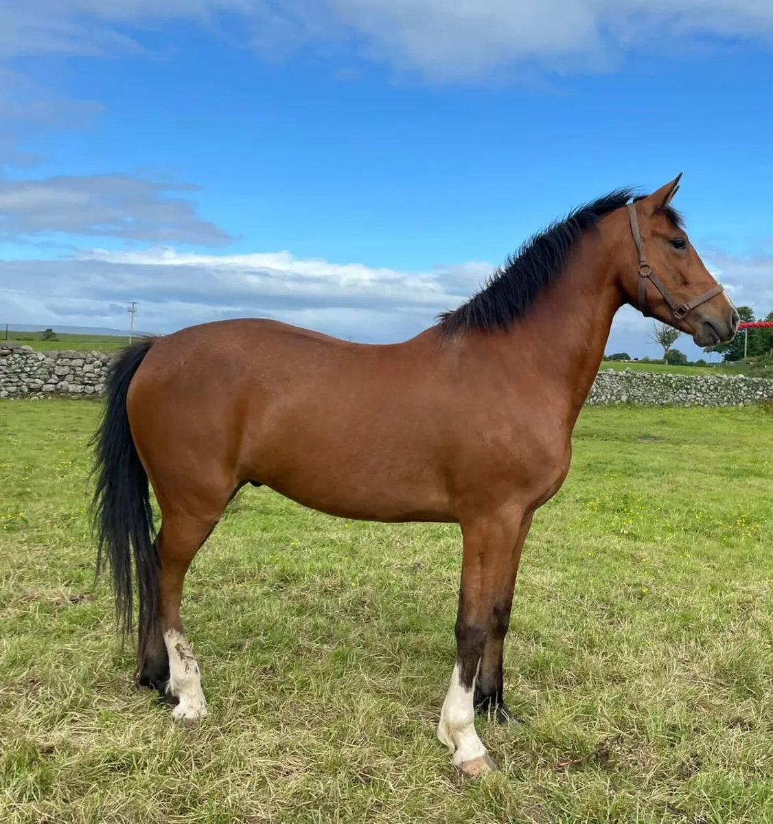 Horse - Image 2