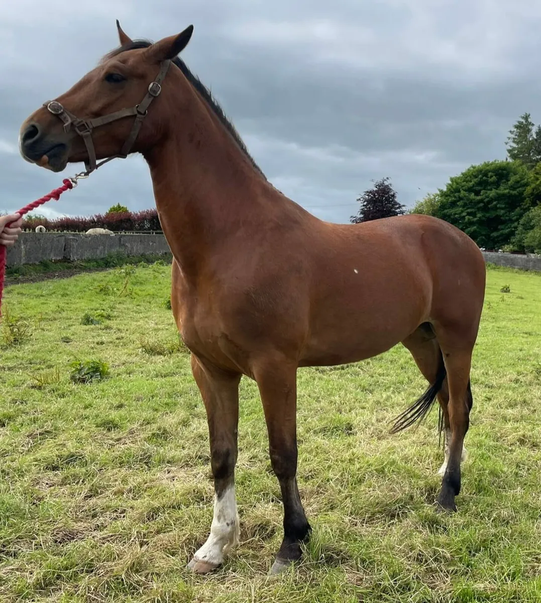 Horse - Image 3