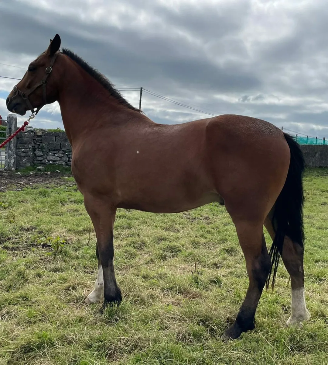 Horse - Image 4