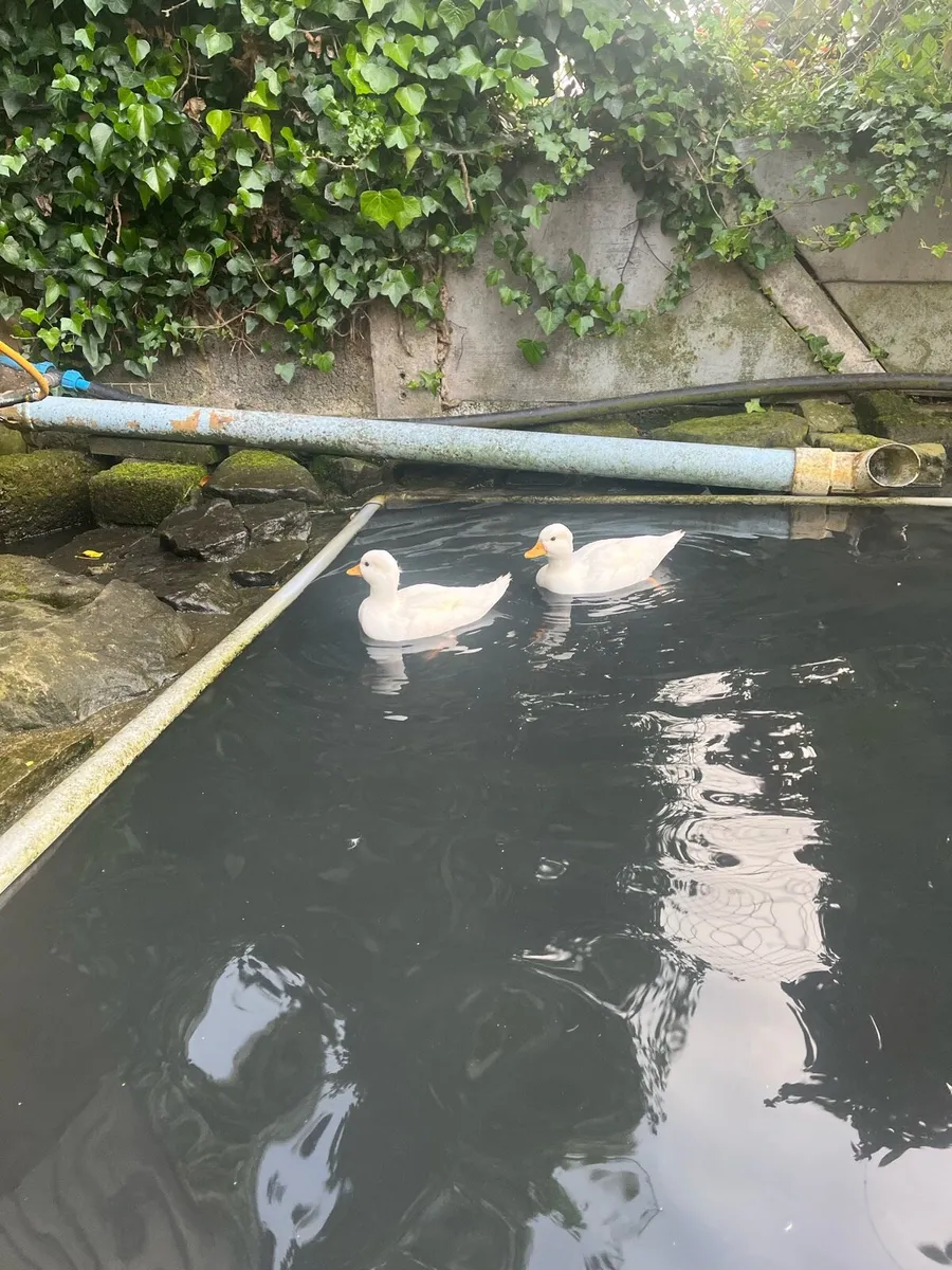 Pair of white call ducks (hatched this year) - Image 2