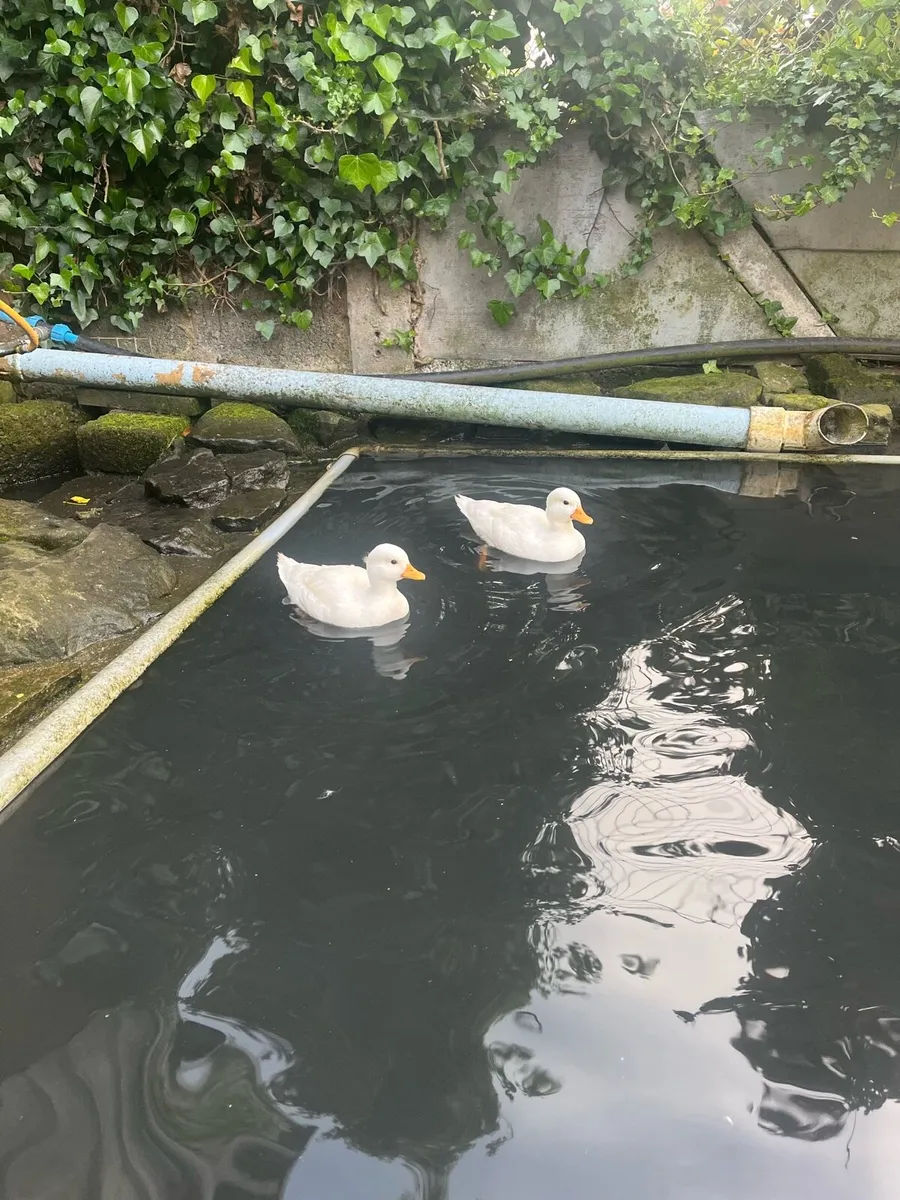 Pair of white call ducks (hatched this year) - Image 1