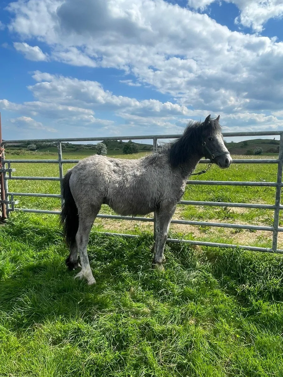 Yearling colt - Image 1
