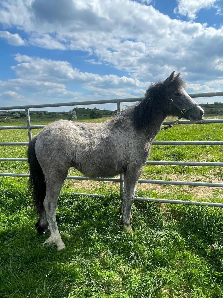 Yearling colt - Image 2