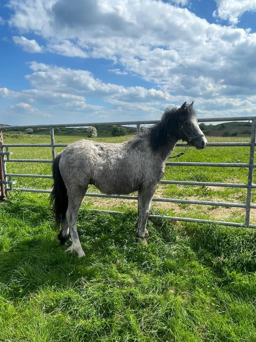 Yearling colt - Image 3
