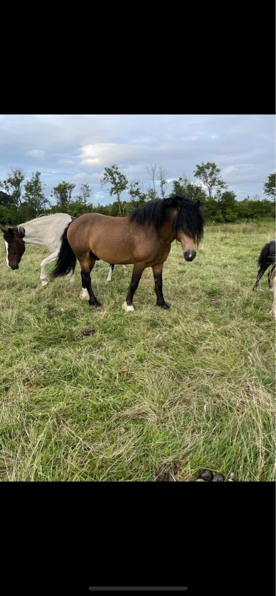 Yearling colt - Image 4