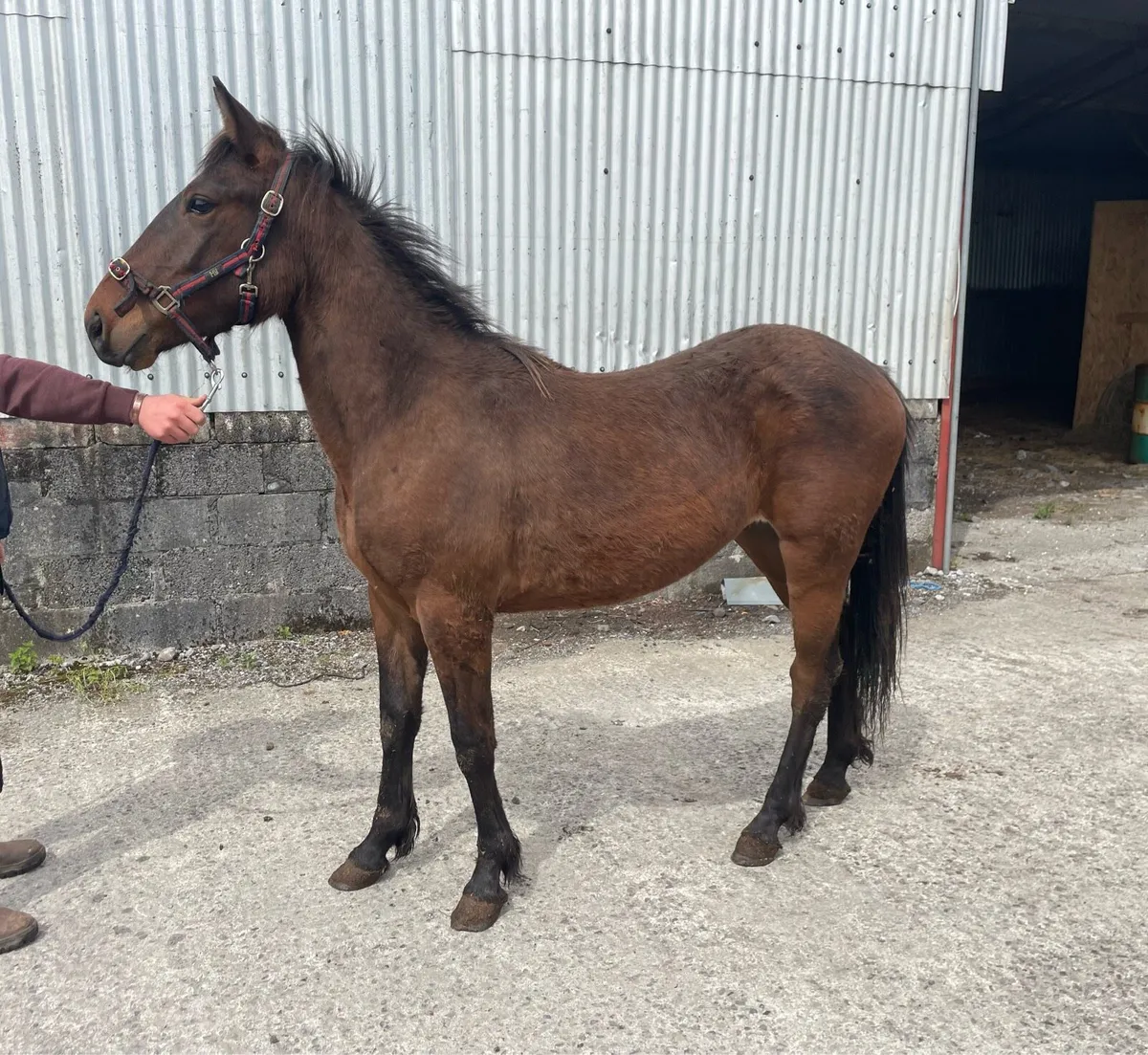 14hh connie x 2yr old gelding - Image 4