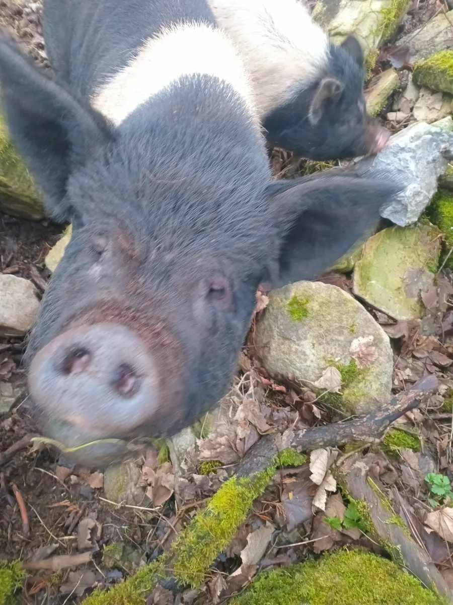 Pigs - Image 1