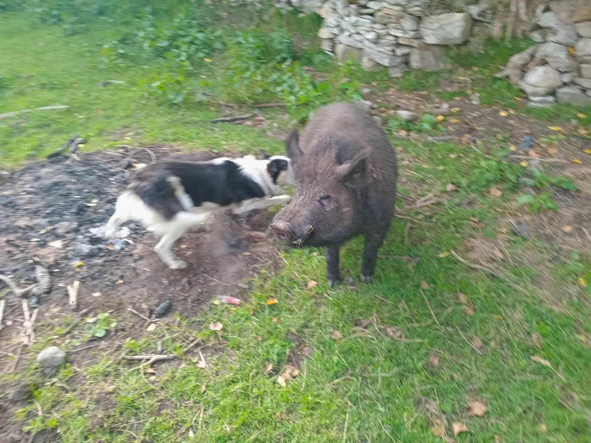 Pigs - Image 2