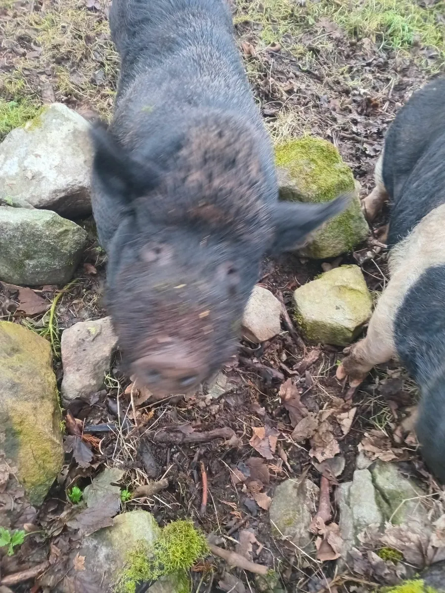 Pigs - Image 3