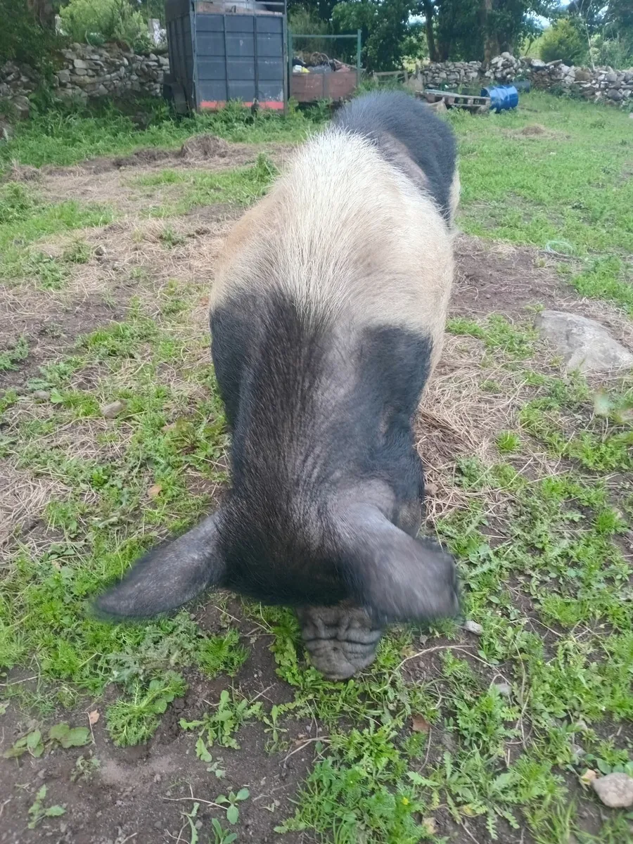 Pigs - Image 4