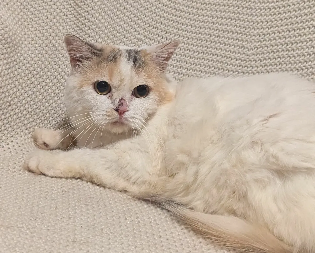 Longhair British cat - Image 1