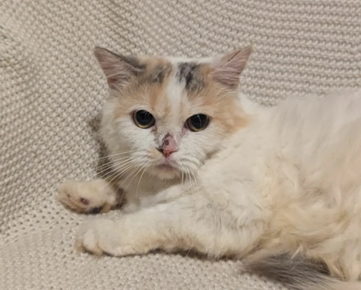 Longhair British cat - Image 3