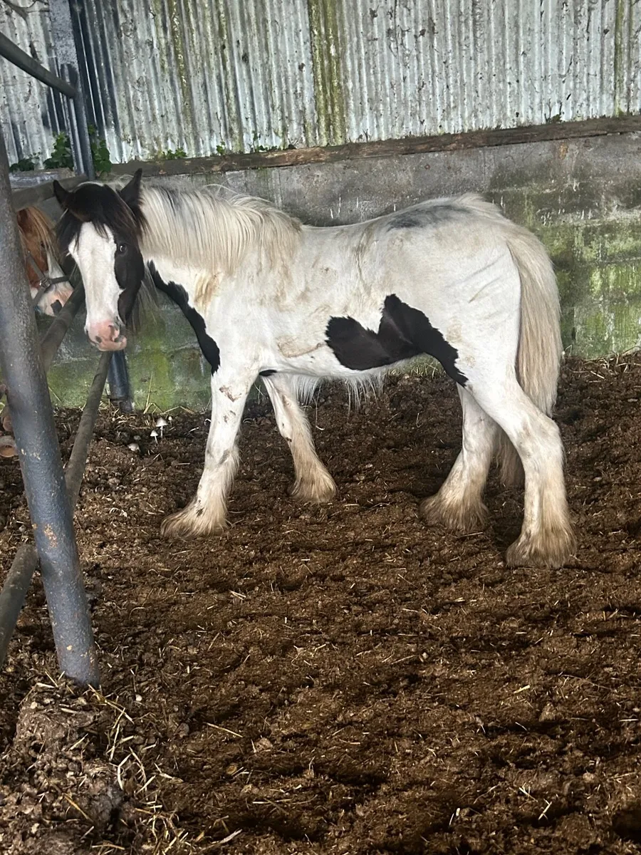 Colt and filly 550€€ each - Image 2