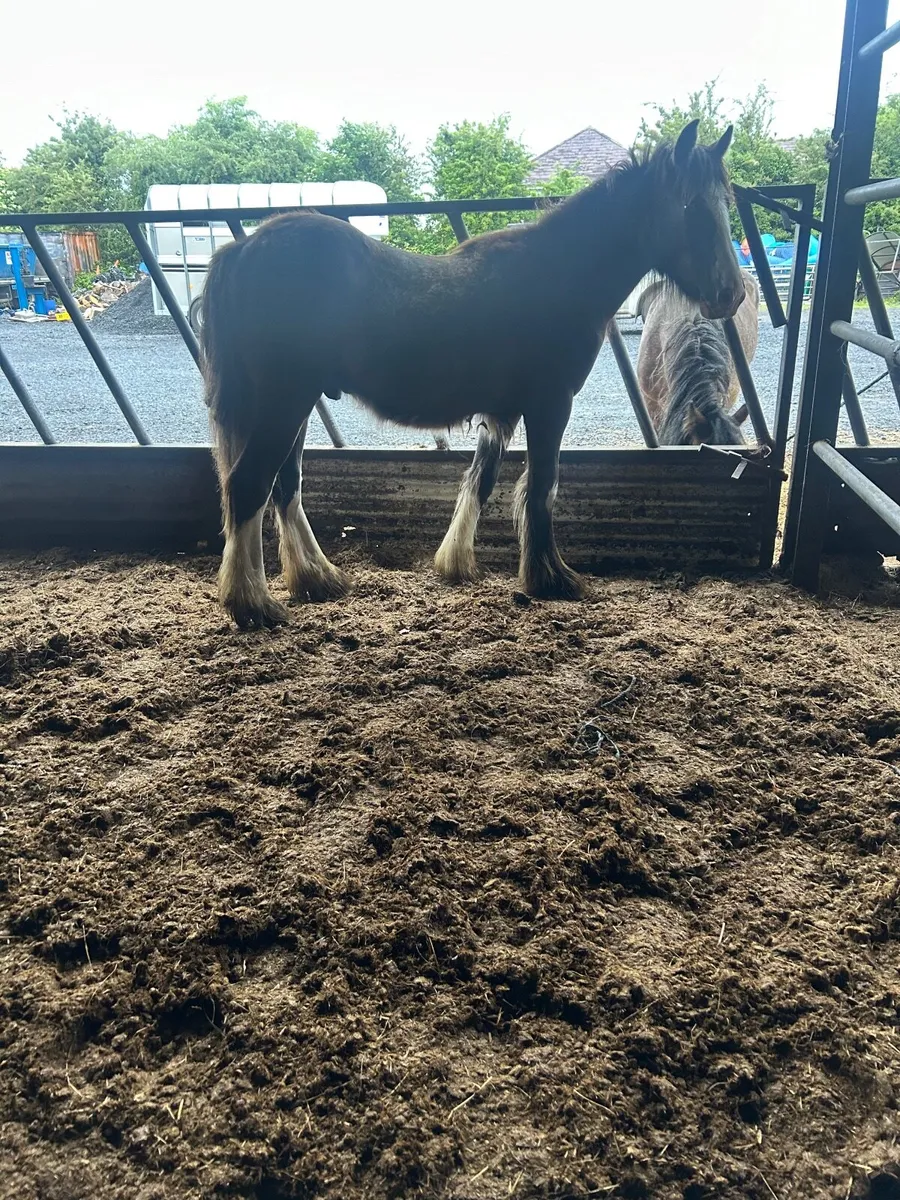 Colt and filly 550€€ each - Image 3