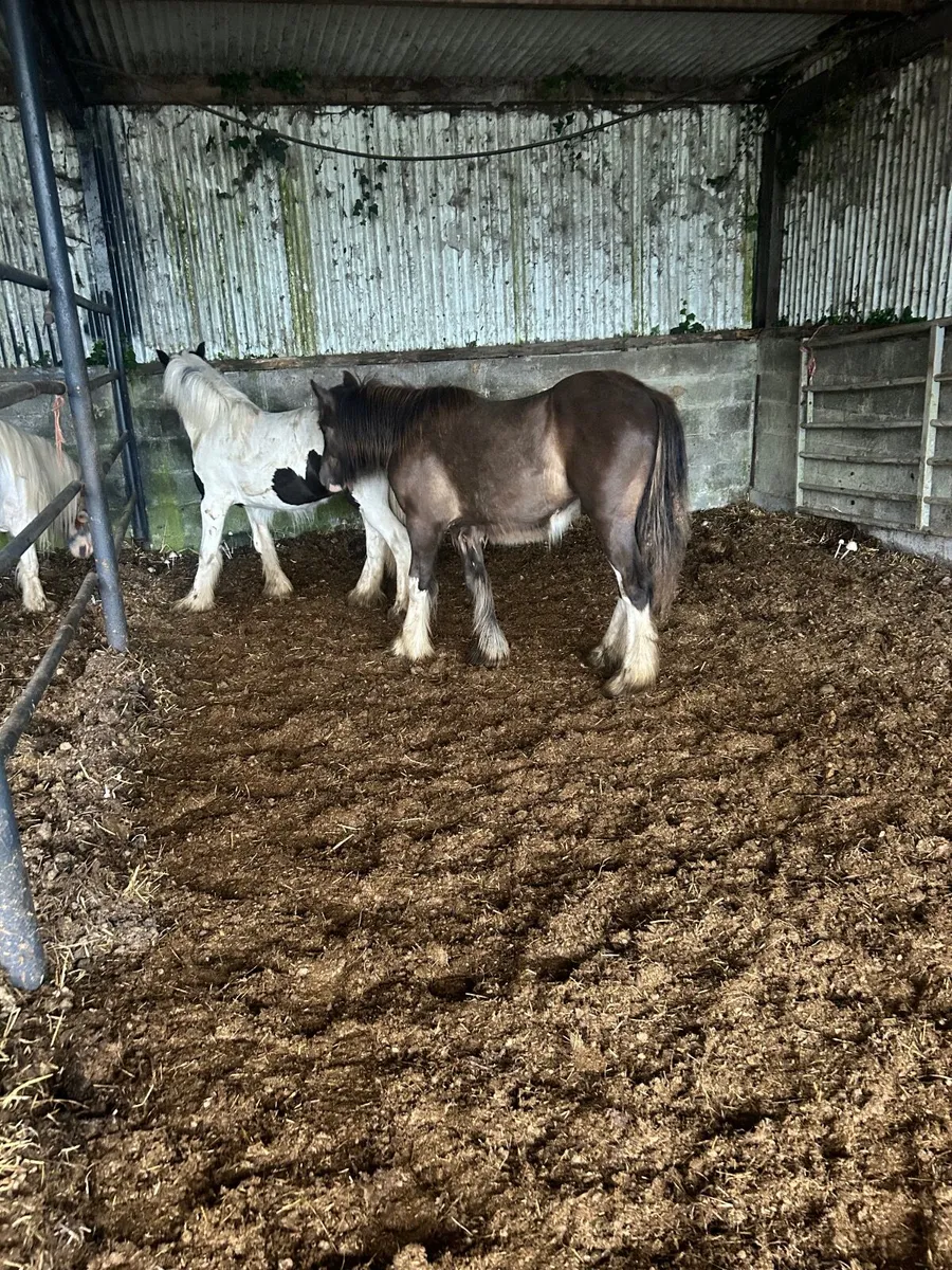 Colt and filly 550€€ each - Image 1