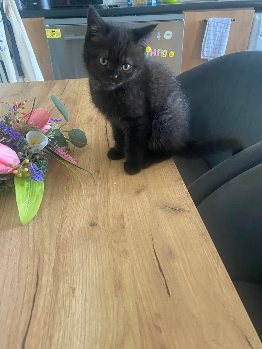 British shorthair kittens - Image 3