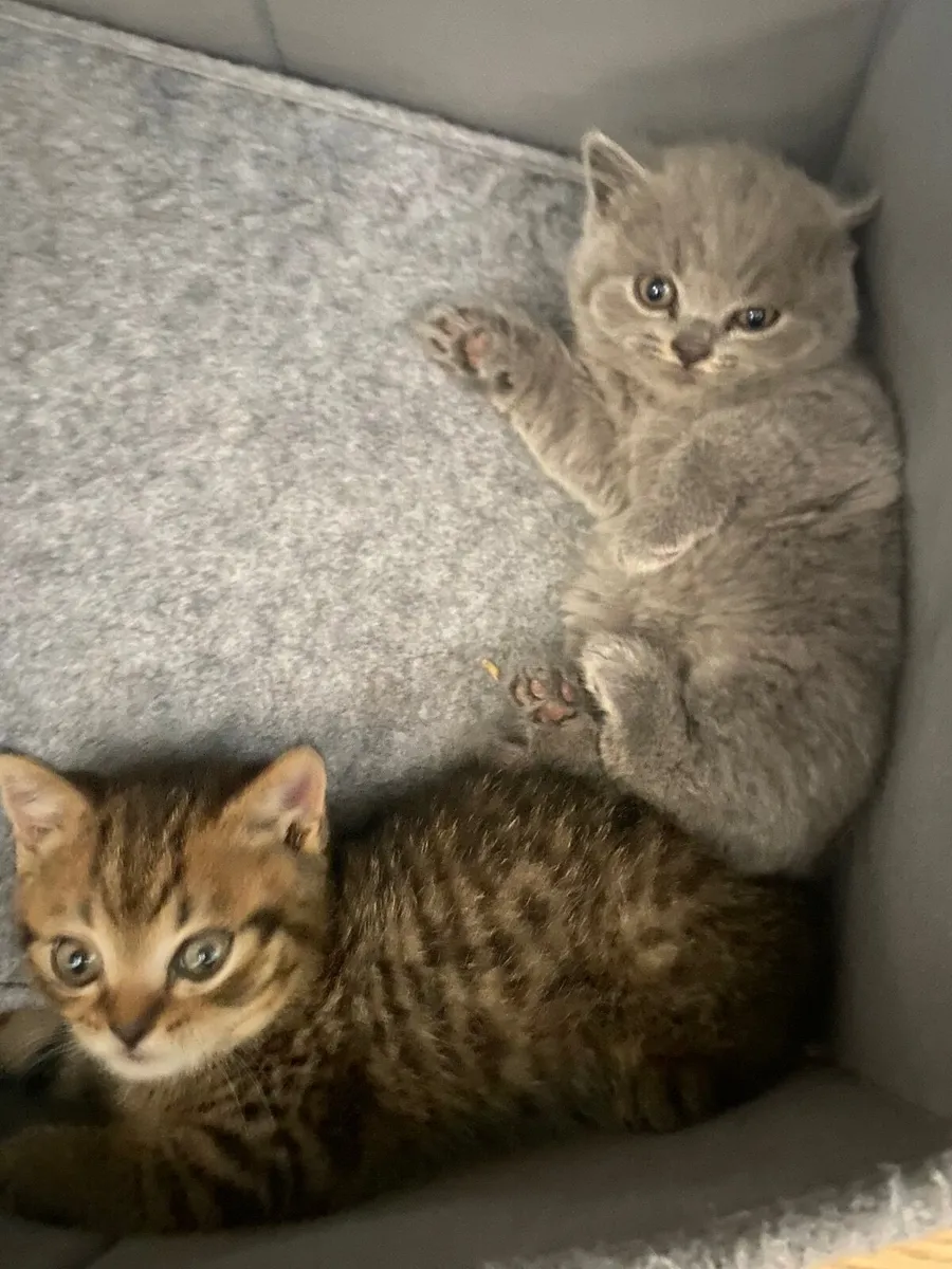 British shorthair kittens - Image 1