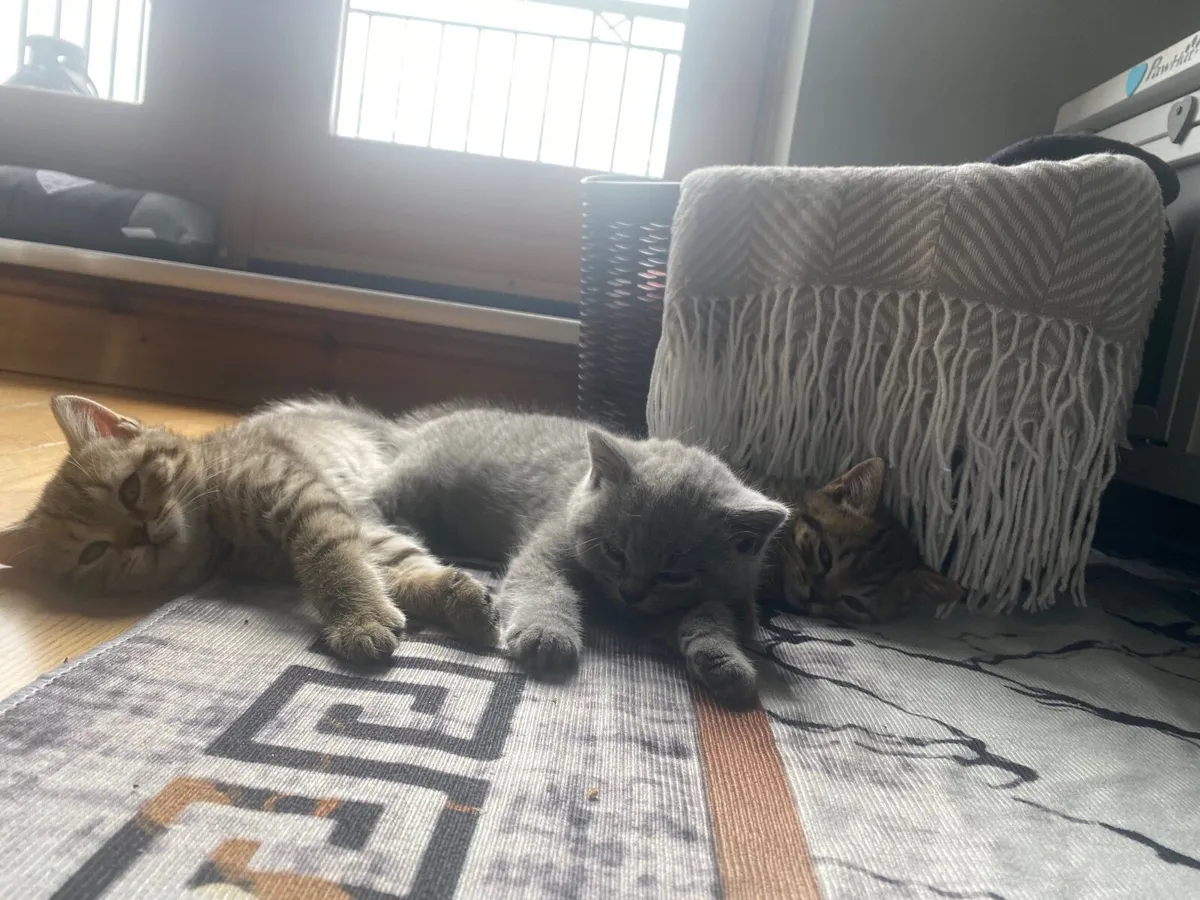 British shorthair kittens - Image 4