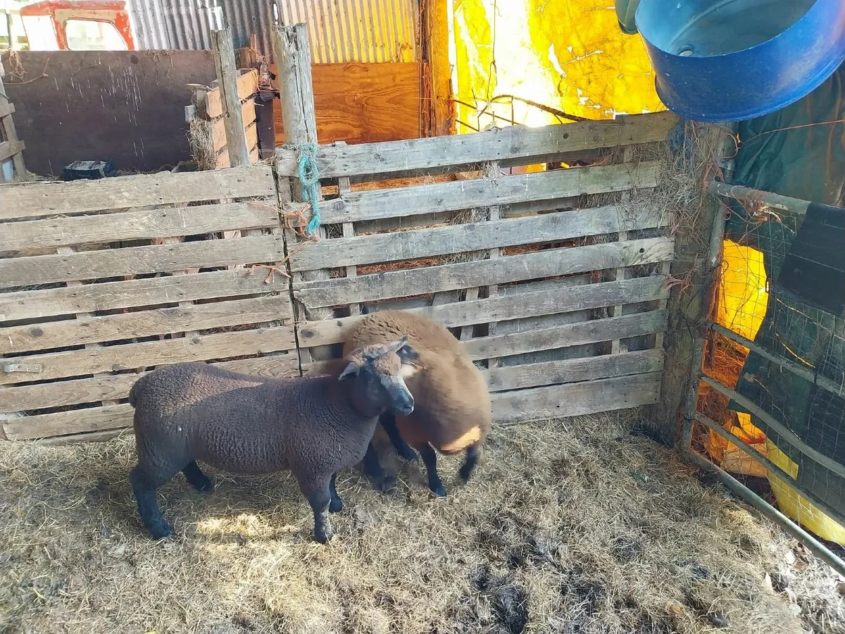 Lamb - Image 1