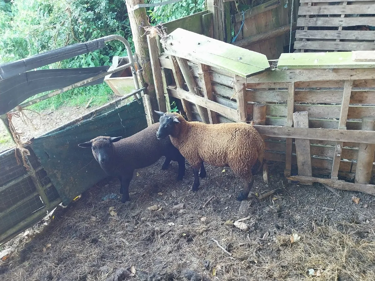 Lamb - Image 2